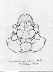 Historische Skizze/Zeichnung von Lecythocaris paradoxa (von Meyer, 1858) (NHMW-AFW-GEO-BACHMAYER-FOTO-1990-0041-4579)